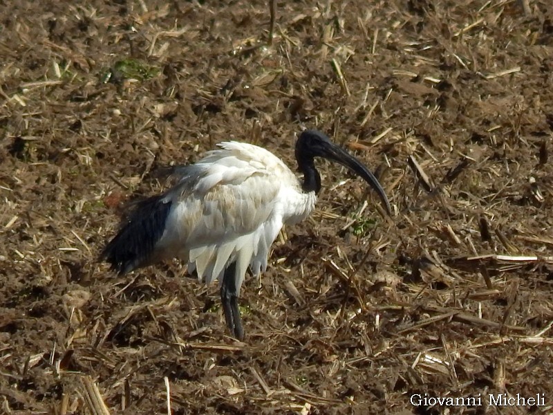 Ibis sacro (Threskiornis aethiopicus)